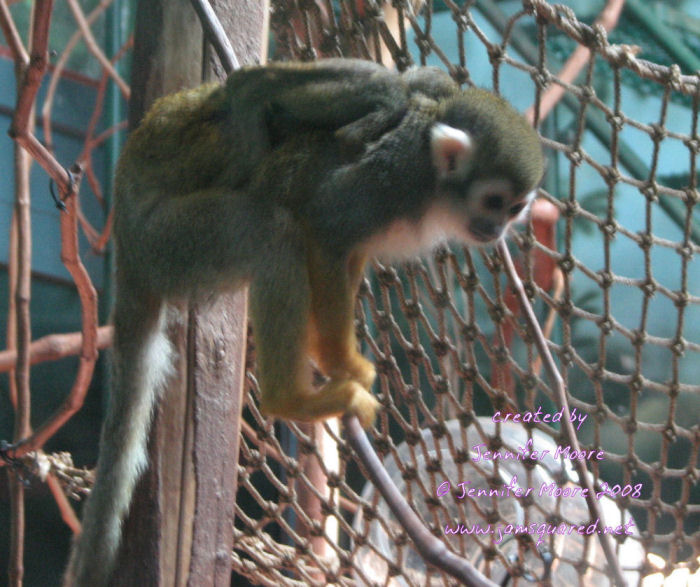 Squirrel Monkey and Baby