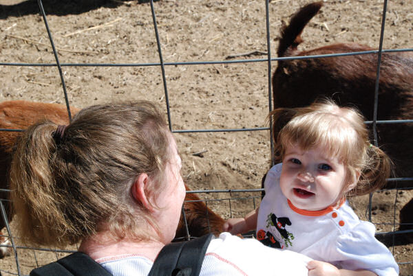 Checking Out the Goats