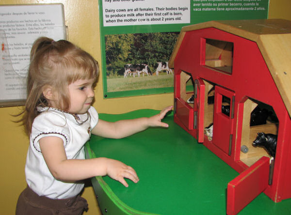 Playing with Dairy Cows, 1/20/11