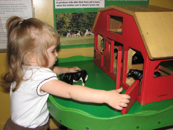 Putting the Dairy Cows in the Barn, 1/20/11
