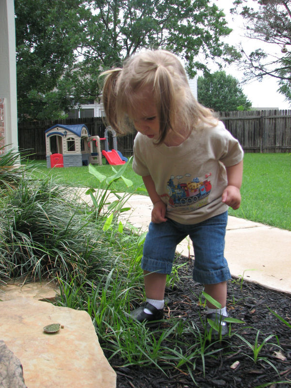 Investigating a Turtle, 5/12/11